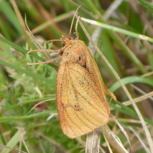 Réf. 235 404 : Diacrisia sannio